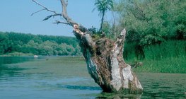 Пошаговая гибель озёр: зарастание