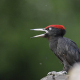 Picchio nero