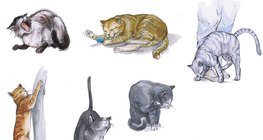 Поведение кошки