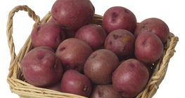 Patata
