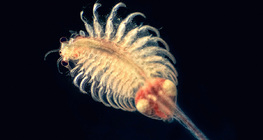 Filópodo de água salgada