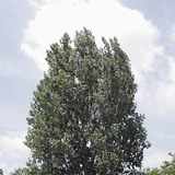 Poplar
