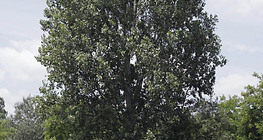Pioppo