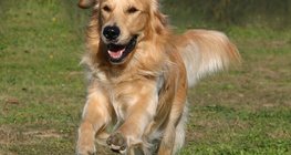 狗