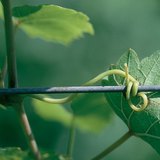 ساق العنب المثبت: المحلاق