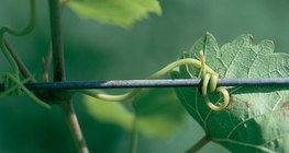 El órgano de la vid para asirse, el zarcillo