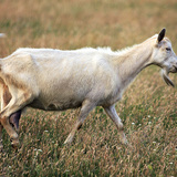 Коза