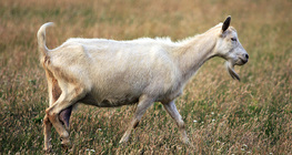Коза