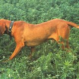 匈牙利小獵犬
