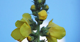 Verbascum