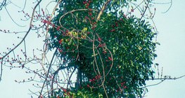 Омела белая