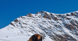 Cane di San Bernardo