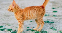 Кошка