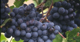 Uva