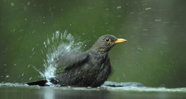Mirlo común (macho) bañándose