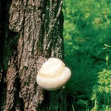 Hongo en un árbol