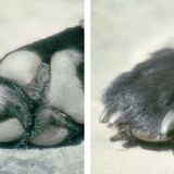 Patas de cão