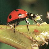 Coccinella septempunctata