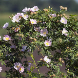 Flores del rosal silvestre