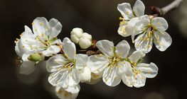 櫻桃花