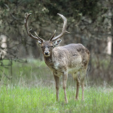 Gamo común