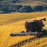 Il raccolto dei cereali