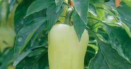 Planta de pimiento