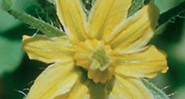La flor del tomate