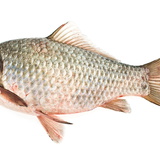 Karaš