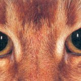 Кошачьи глаза в темноте