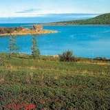 Tundra in summer