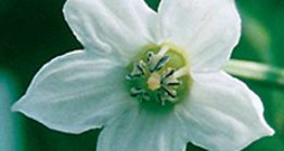 La flor del pimiento