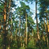 Mäntymetsä
