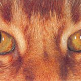 Кошачьи глаза в светлое время дня