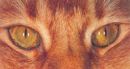 Кошачьи глаза в светлое время дня