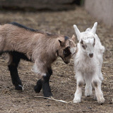 Cuccioli di capra