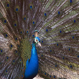 Pavo real