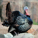 Винкс порно gif