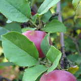 Jabuka