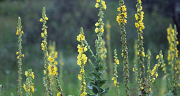 Verbascum