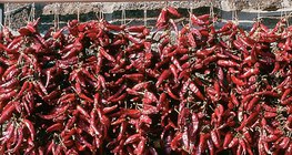 Secado del pimiento rojo