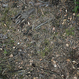 Succiacapre sulla terra
