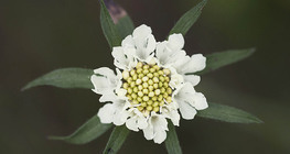 Scabiosa
