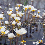 cây mao lương
