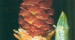 Женская шишка сосны