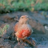常見紅雀