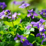 Violeta