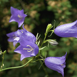 Campanulastrum