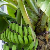 Бананы