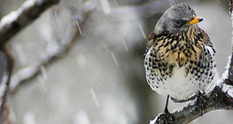 Zorzales reales en la nieve